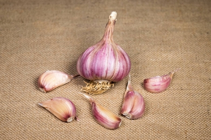 Picture of Garlic Bulbs Caulk Wight (Hardneck) - Delivery From Mid Oct